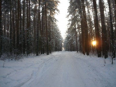 Une forêt à Tcheliabinsk