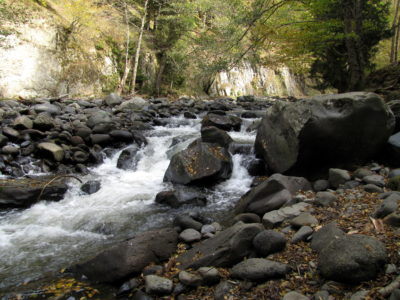 La forêt à Bordjomi.